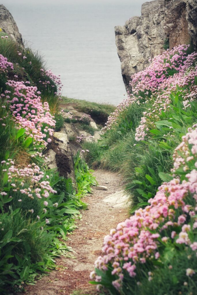 Flower path pic by george-hiles-unsplash