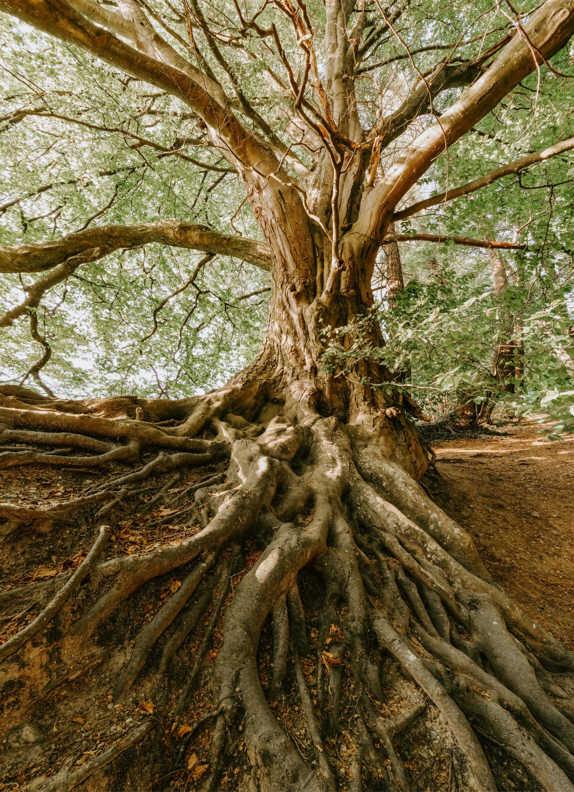 roots tree and leaves-tree oflife